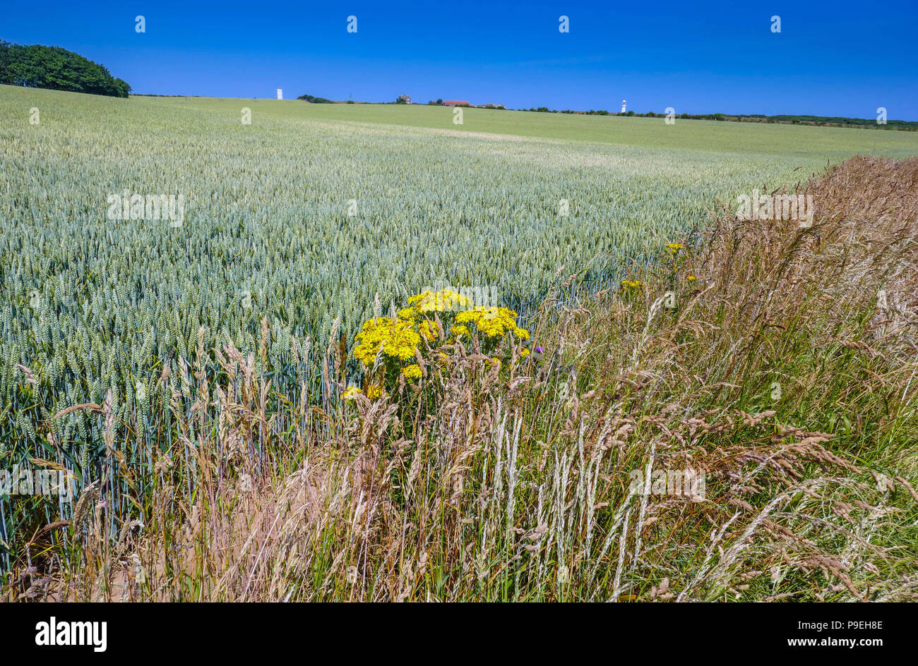 Fields of ripening crops with yellow ragweed plant and summer weather at Flamborough Head, Easy Yorkshire Stock Photo