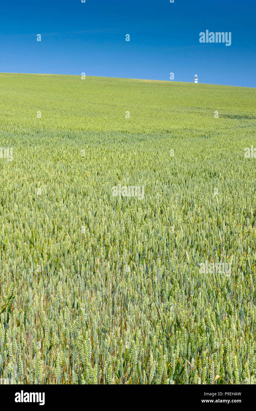Fields of ripening crops with solitary thistle plant and summer weather at Flamborough Head, Easy Yorkshire Stock Photo