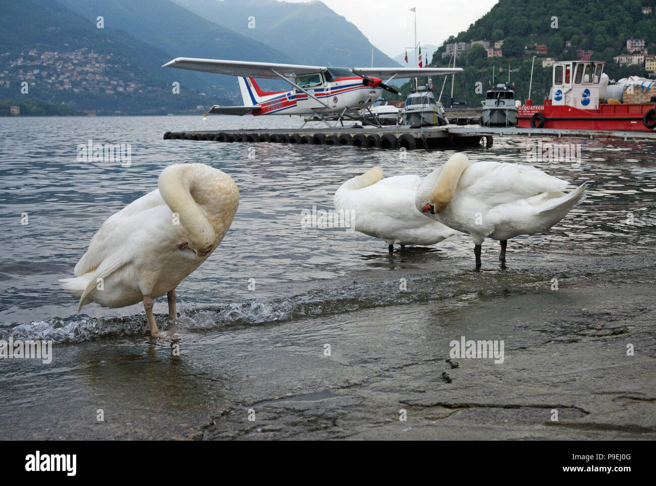 white swans cleaning their plumage on the shore of Lake Como, Italy Stock Photo
