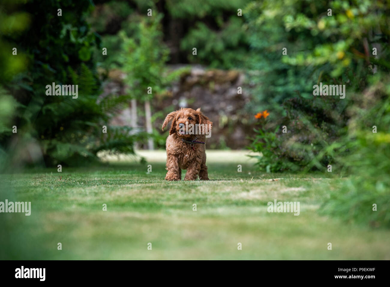 A young red Cockapoo puppy being playful in its owners garden in its