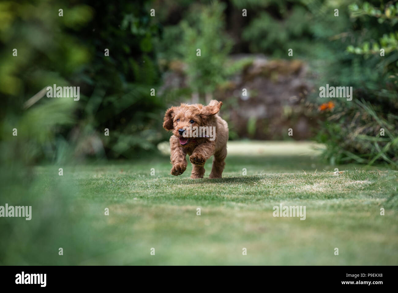A young red Cockapoo puppy being playful in its owners garden in its