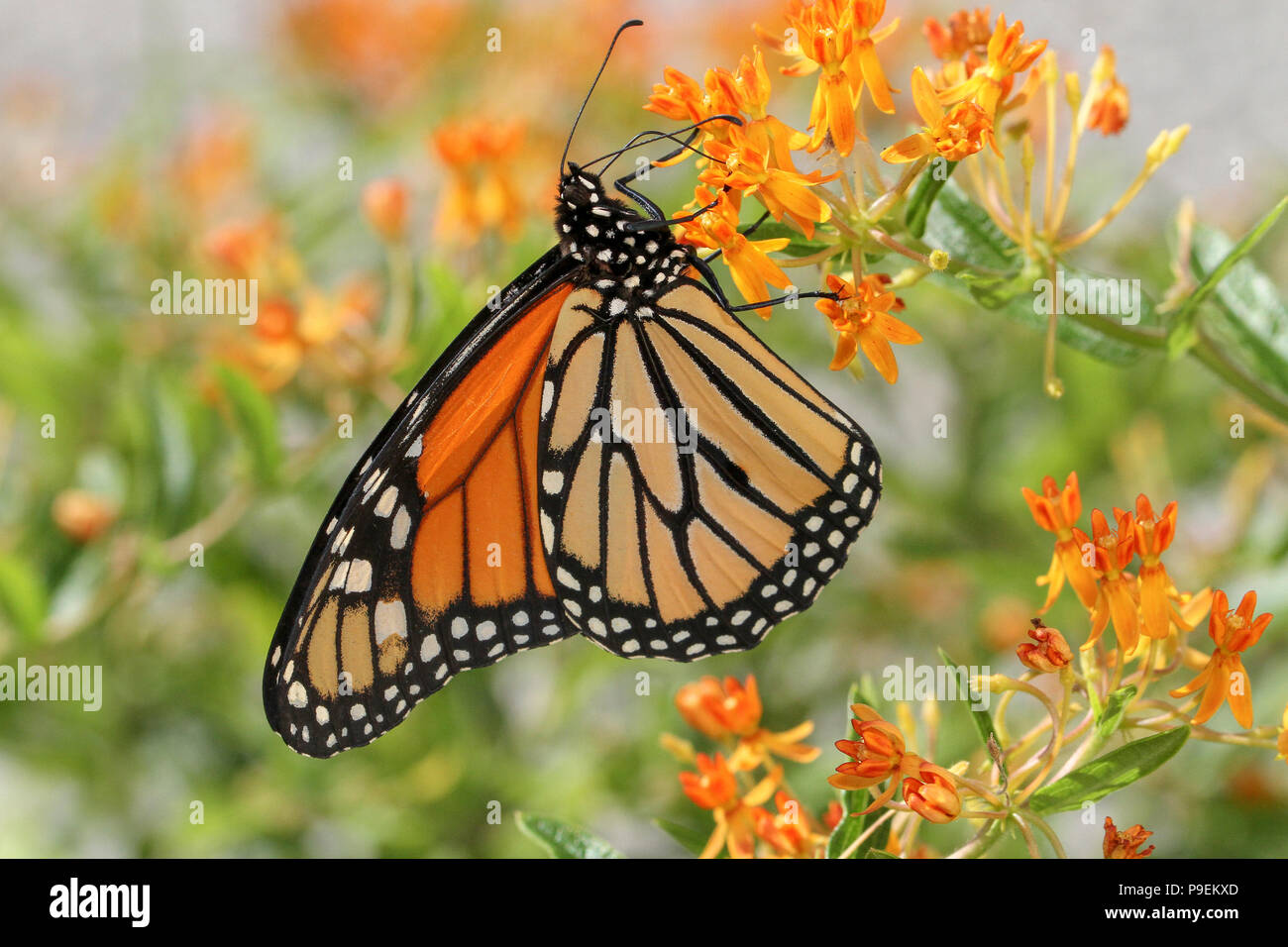 Monarch butterfly on butterfly weed Stock Photo - Alamy