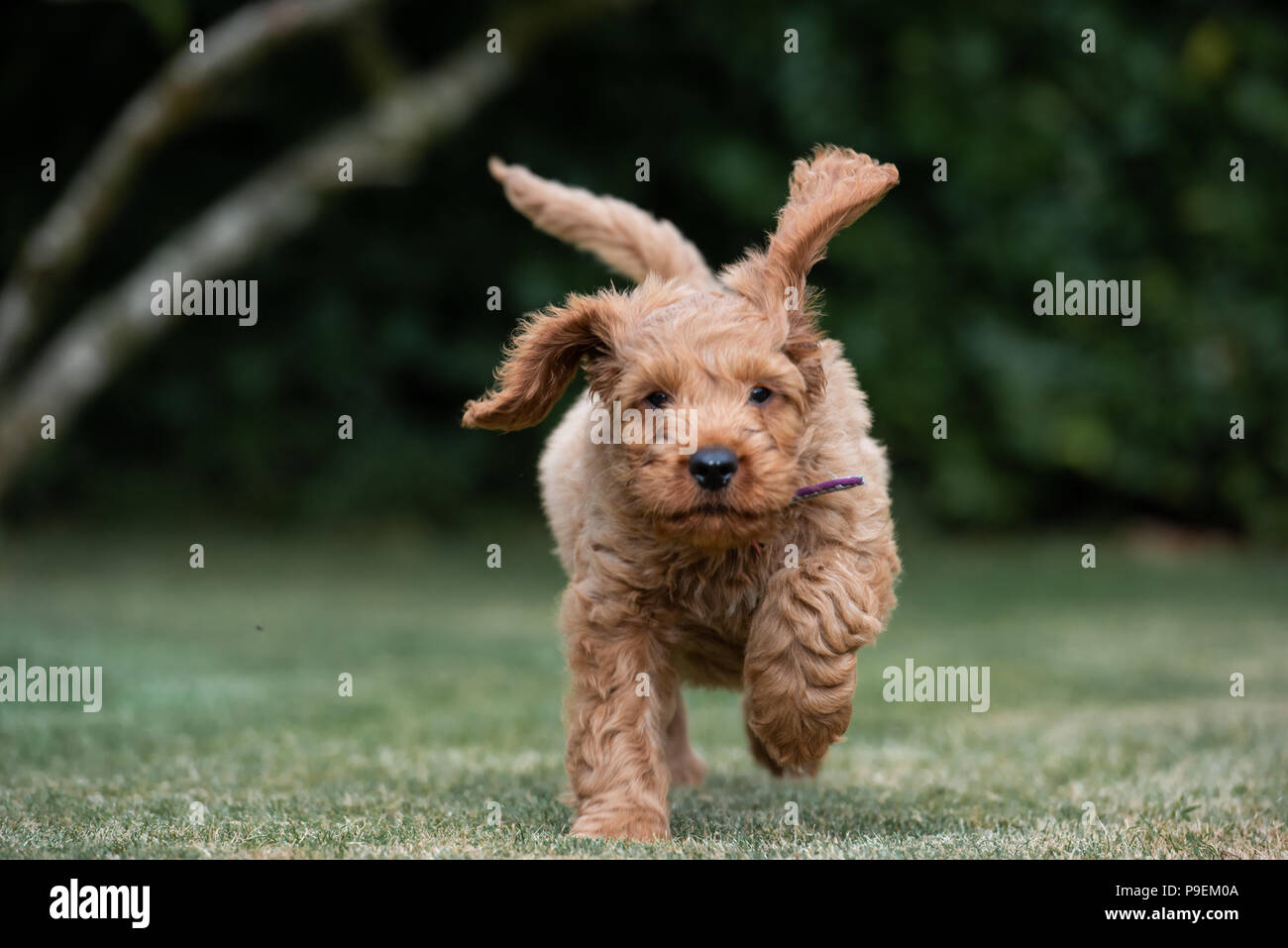 A young red Cockapoo puppy being playful in its owners garden in its