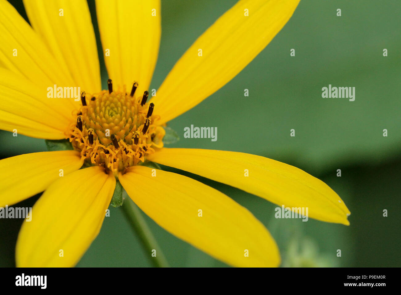 Native usa wildflower hi-res stock photography and images - Alamy