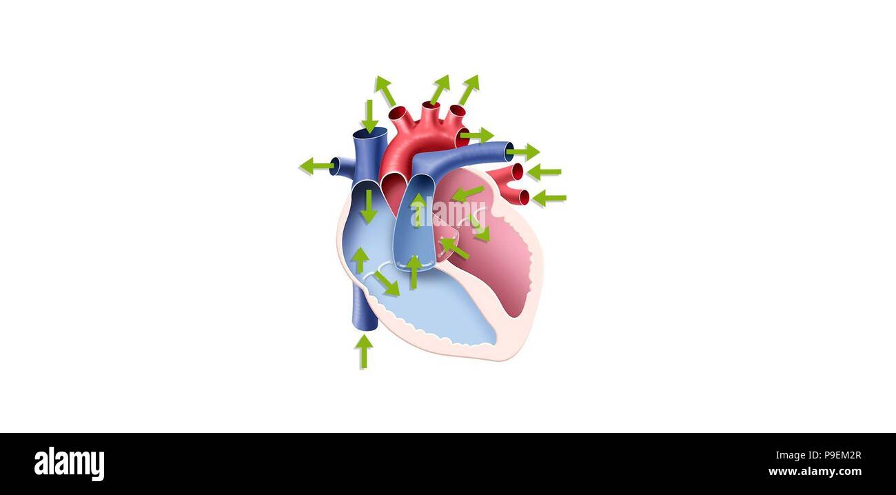 Heart blood circulation Stock Photo - Alamy