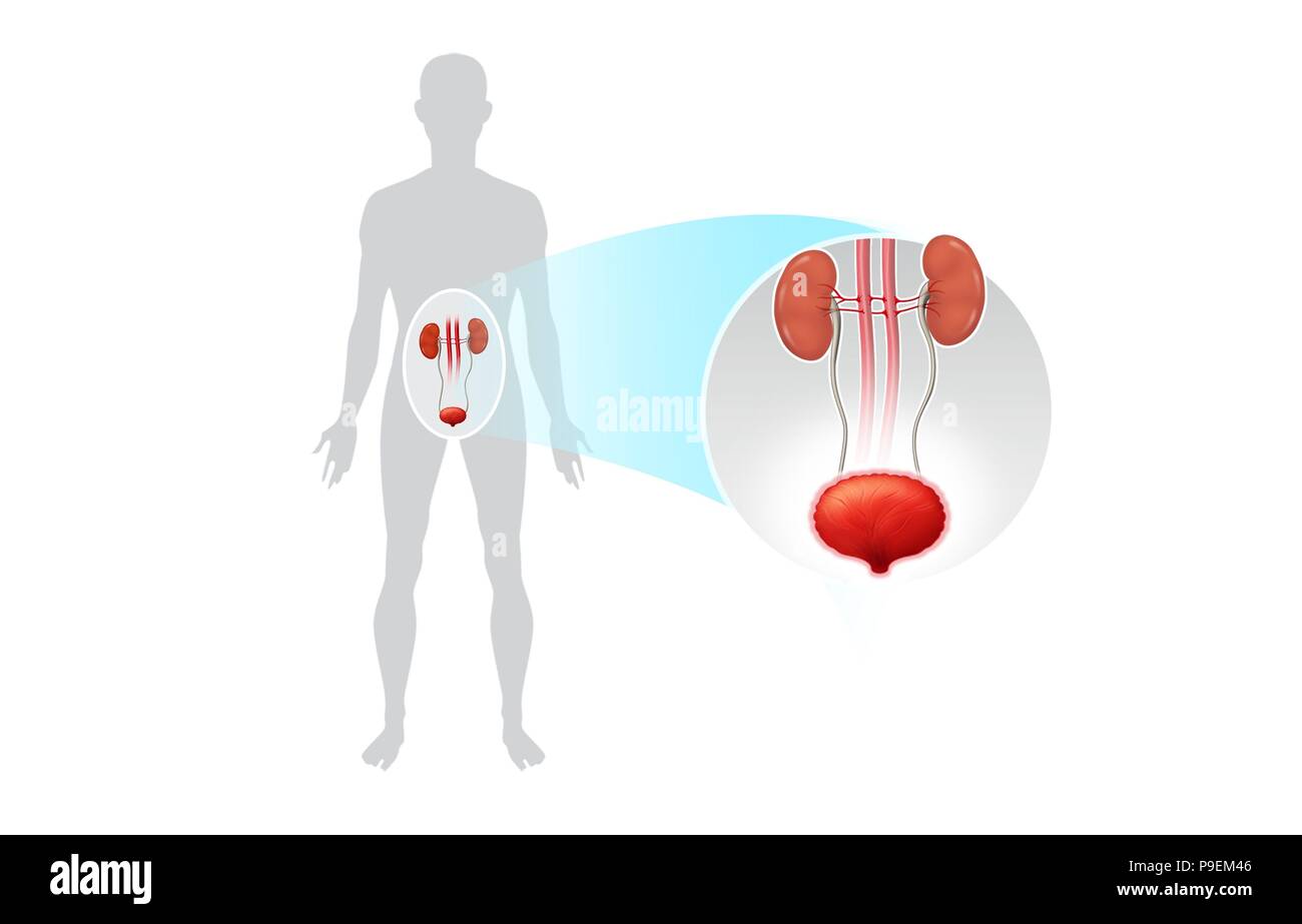 Urinary bladder diseases Cut Out Stock Images & Pictures - Alamy