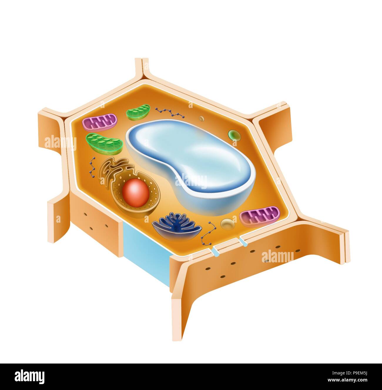 Eukaryotic cell hires stock photography and images Alamy