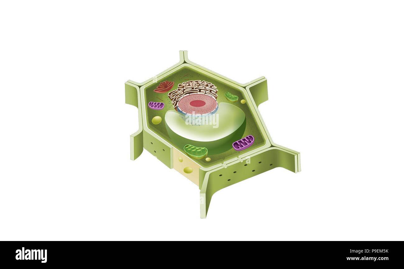 Eukaryotic plant cell hires stock photography and images Alamy