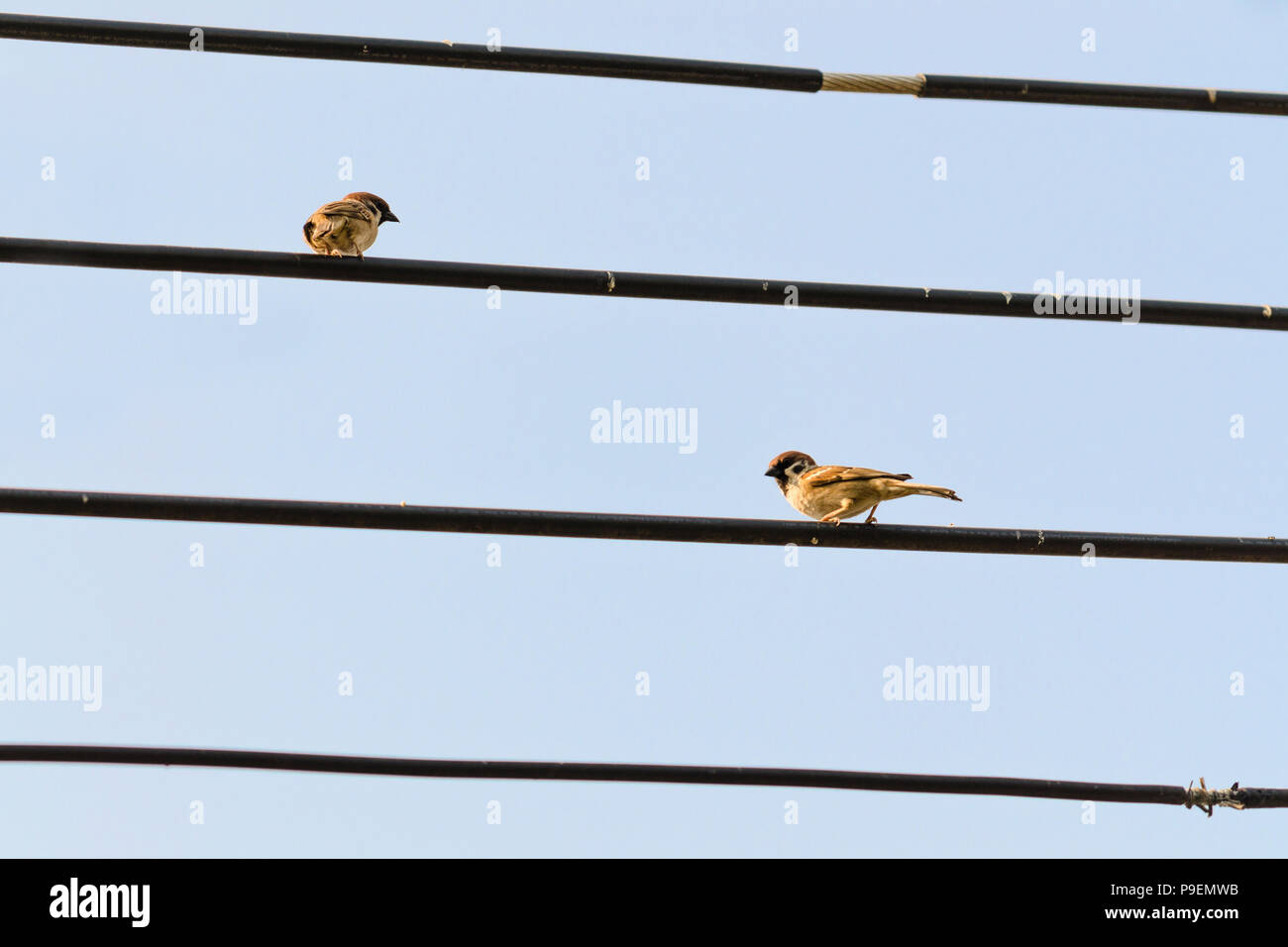 Two sparrow birds on electric wires Stock Photo