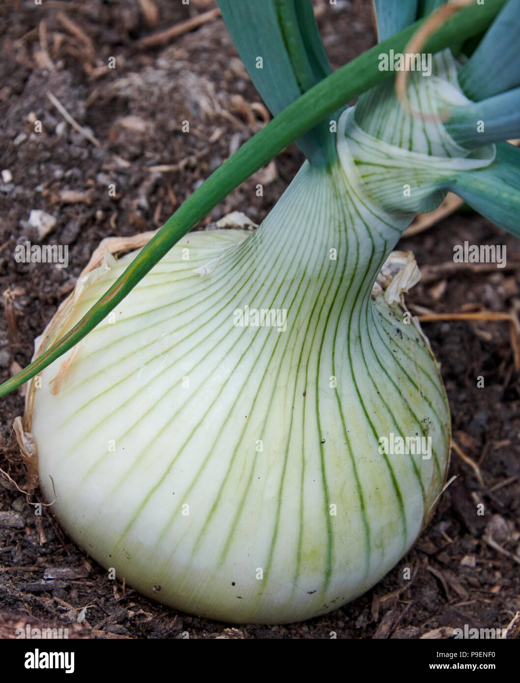 A type of Spanish onion, Ailsa Craig (Allium cepa “Ailsa Craig”) is grown from seed and produces large onions that store and keep well. Stock Photo