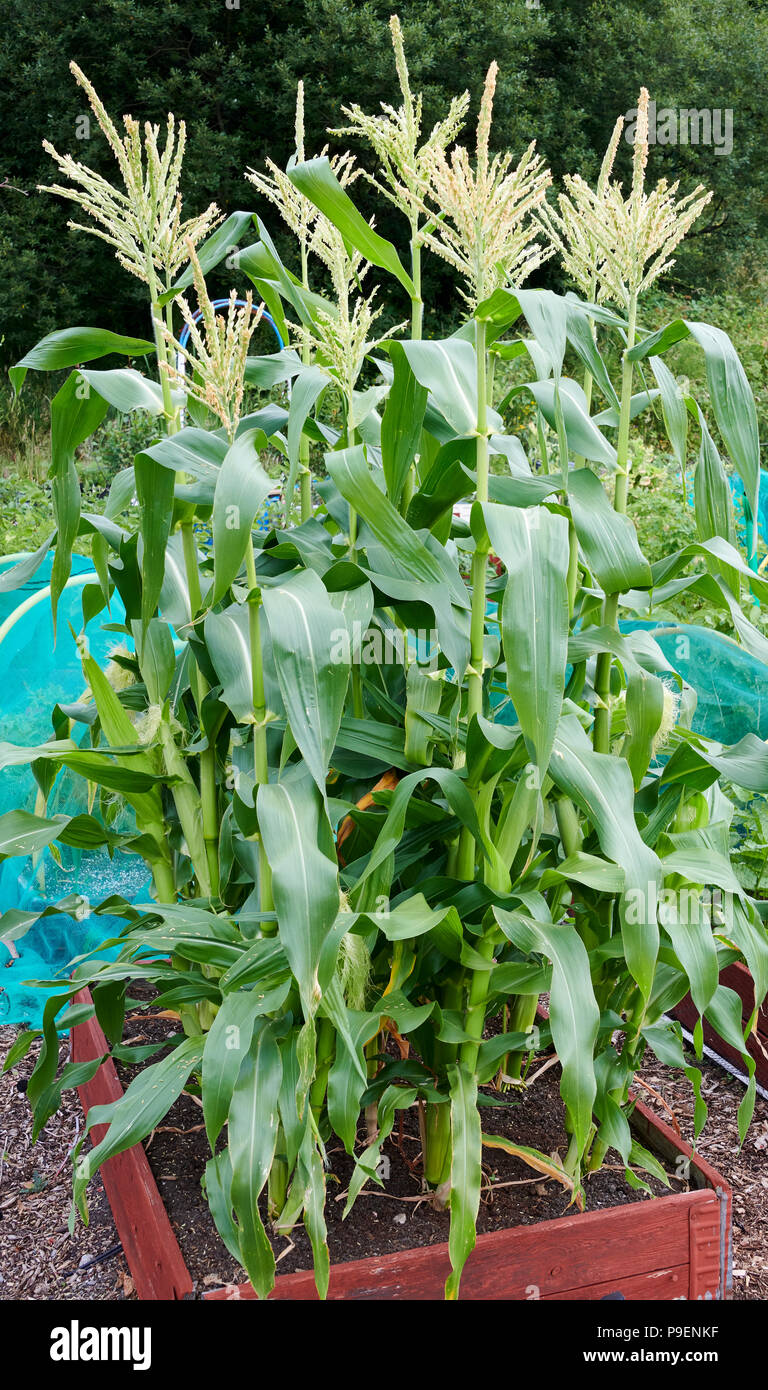 Sweetcorn make a useful windbreak and are an ornamental feature with their height and tassels. Now new selections make sweetcorn growing easier in the Stock Photo