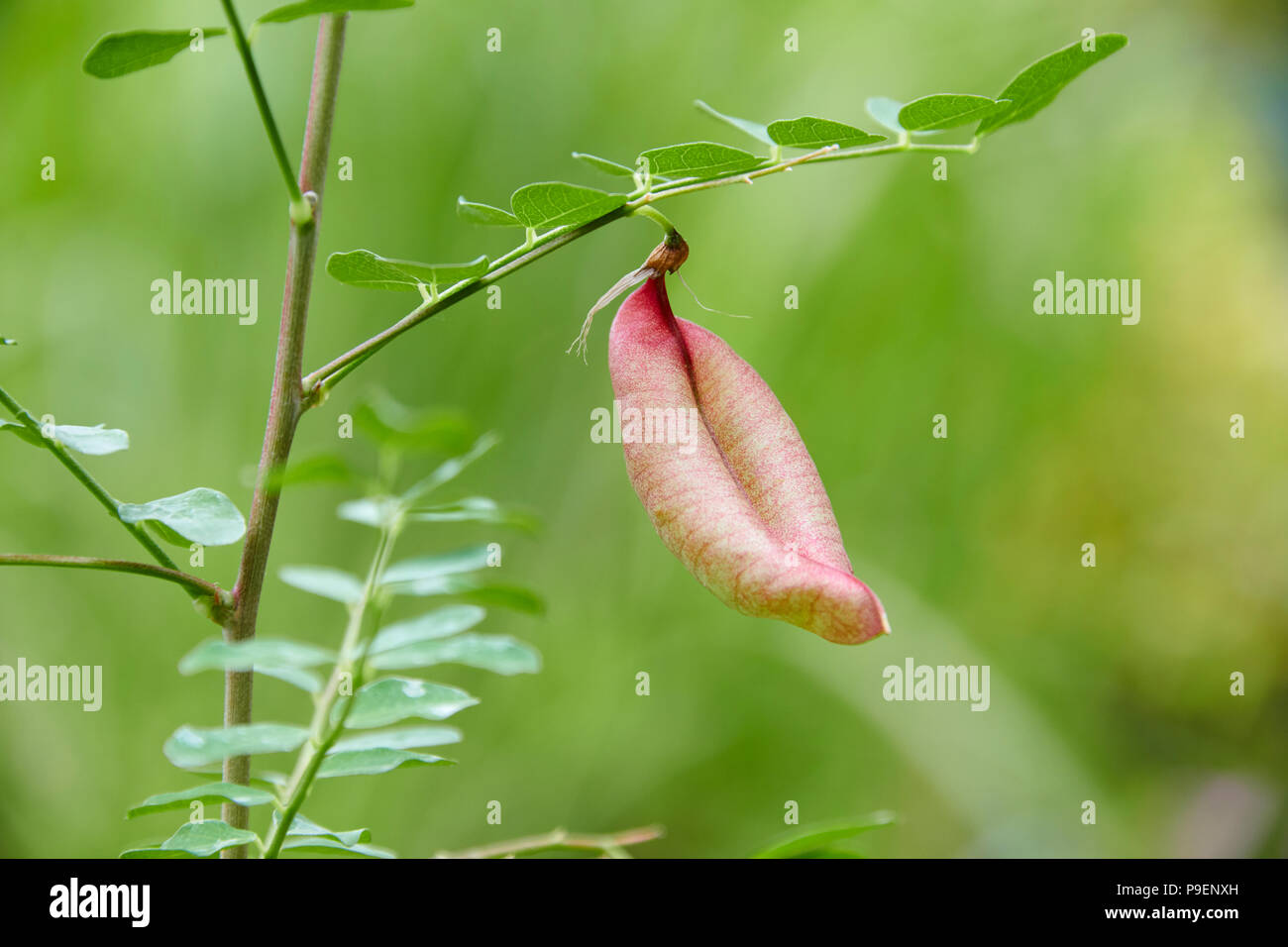 Colutea arborescens is a species of leguminous shrub known by the common name bladder-senna. It is native to Europe and North Africa, but it is known  Stock Photo