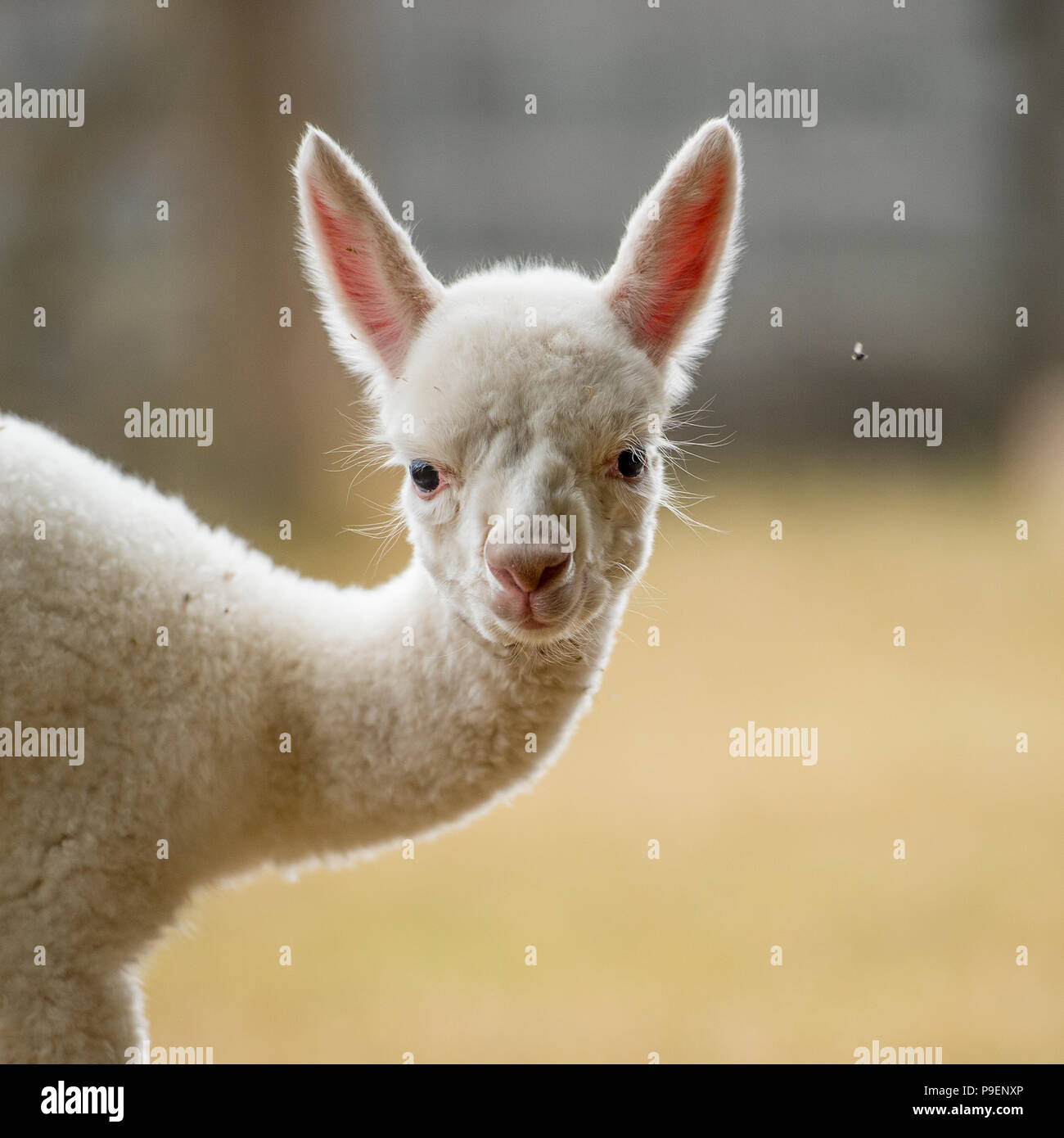 baby alpaca cria Stock Photo