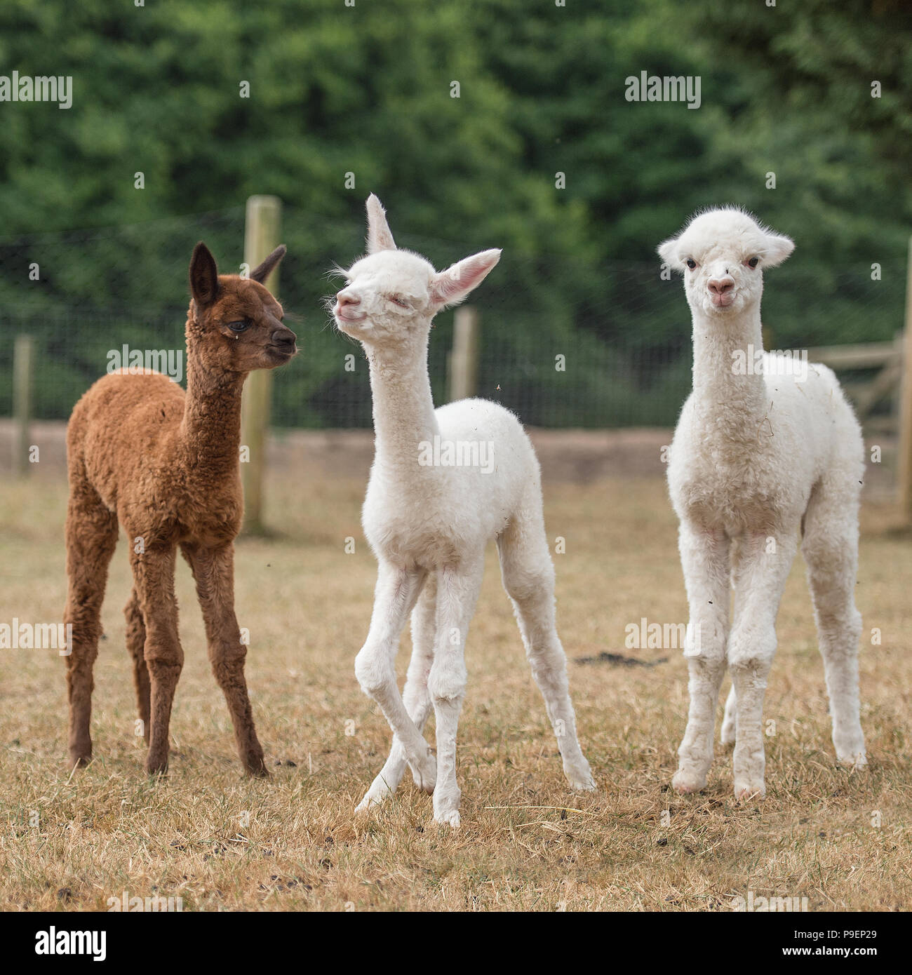 3 baby alpaca Stock Photo