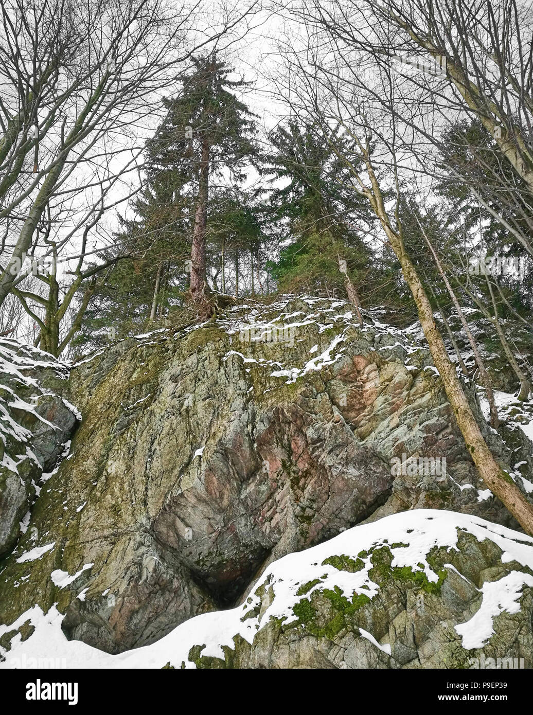 Pine tree growing out rock hires stock photography and images Alamy