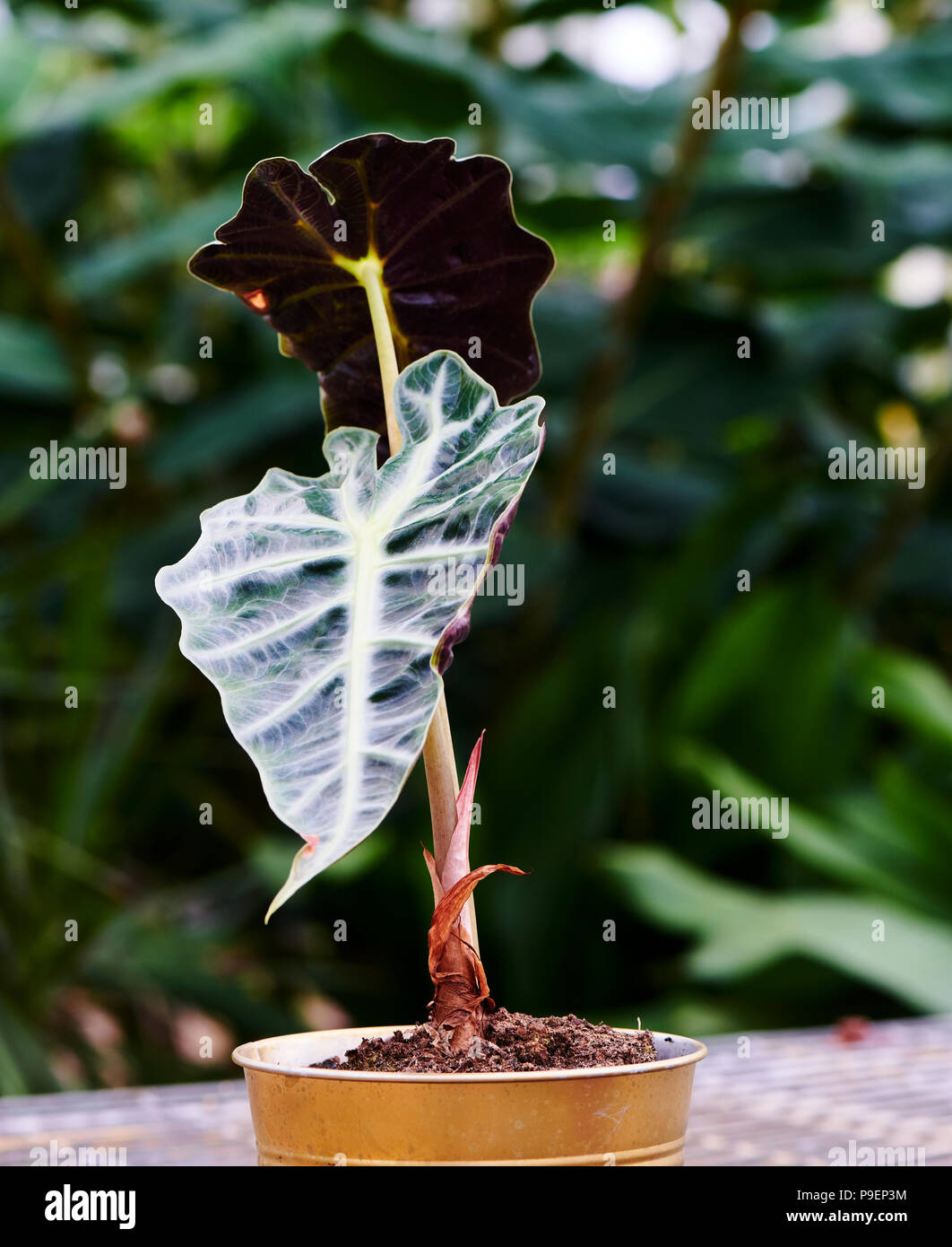 Alocasia is normally known as the Kris Plant or Elephant Ear. This unusual looking houseplant will produce flowers on occasion, however it's not broug Stock Photo