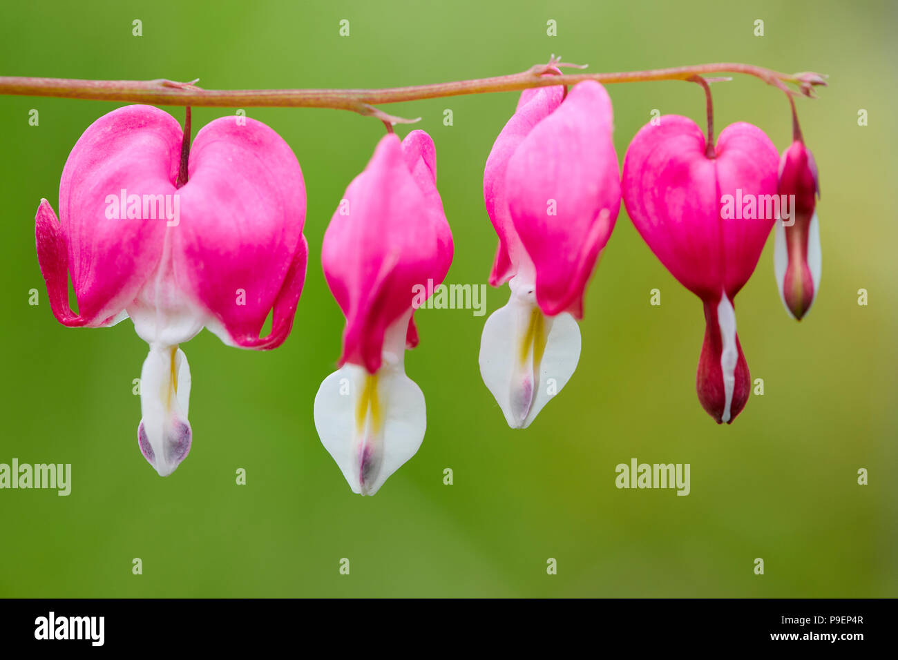 Dicentra spectabilis s an herbaceous perennial forming a mound of divided, mid-green foliage. Heart-shaped, rose-red and white flowers hang from archi Stock Photo