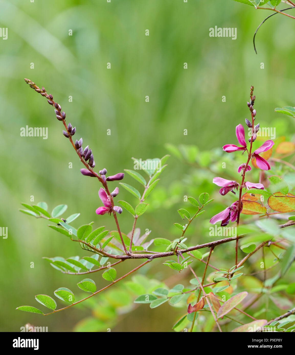 Indigofera heterantha is a medium-sized deciduous shrub, herbaceous in colder areas and then making up to 1.2m annual growth. Leaves pinnate with 13-2 Stock Photo