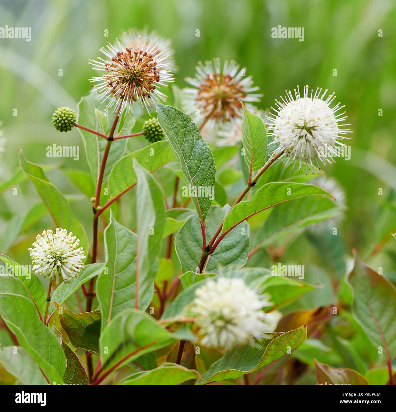 Cephalanthus occidentalis is an open-branched, deciduous bush or small tree. The oval leaves are up to 18cm long, and the young stems are often red-fl Stock Photo