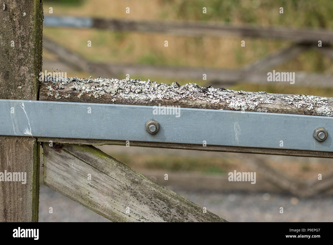 lichen on farm gate Stock Photo
