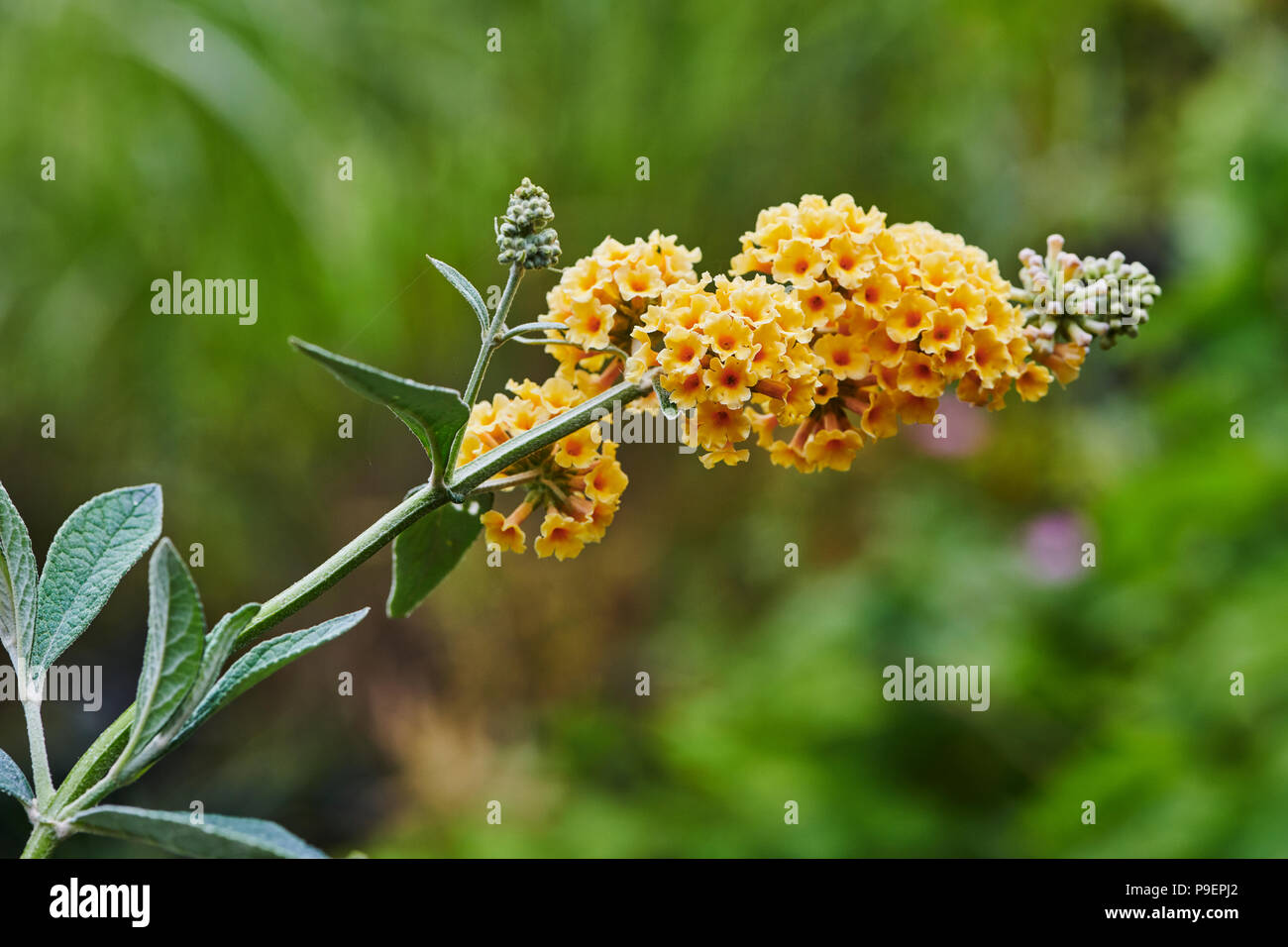Buddleja × weyeriana 'Honeycomb'  is a deciduous shrub of arching habit with grey-green foliage, this cultivar has globular clusters of creamy, yellow Stock Photo