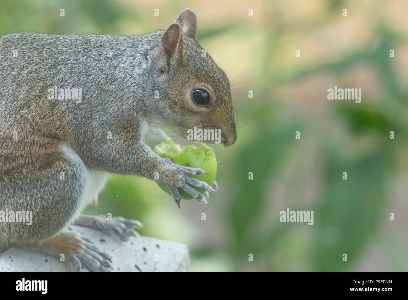 Grey squirrel (UK) eating an apple Stock Photo Alamy