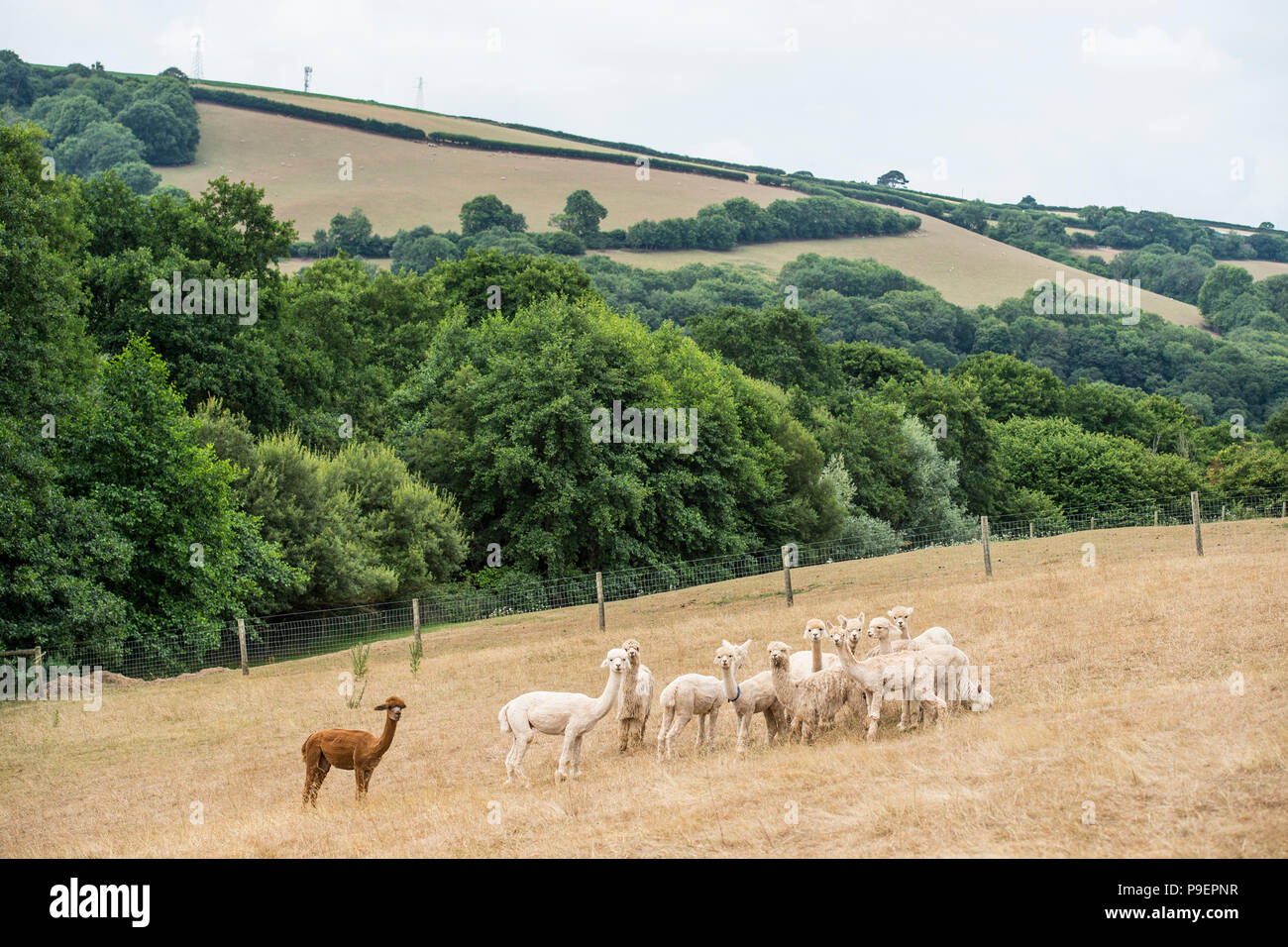 herd of alpacas in a field Stock Photo