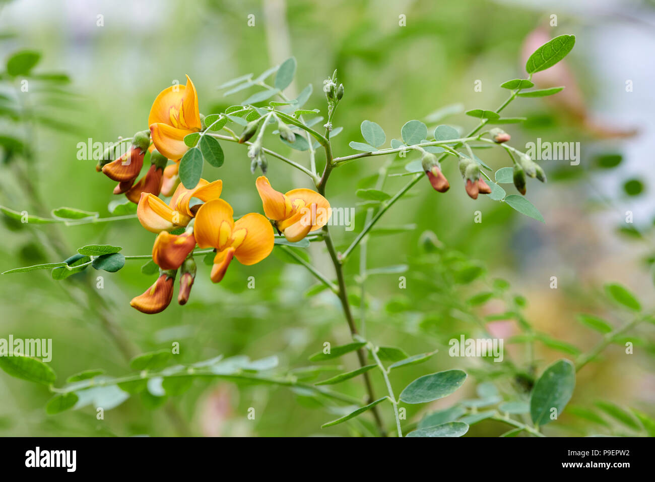 Colutea arborescens is a species of leguminous shrub known by the common name bladder-senna. It is native to Europe and North Africa, but it is known  Stock Photo