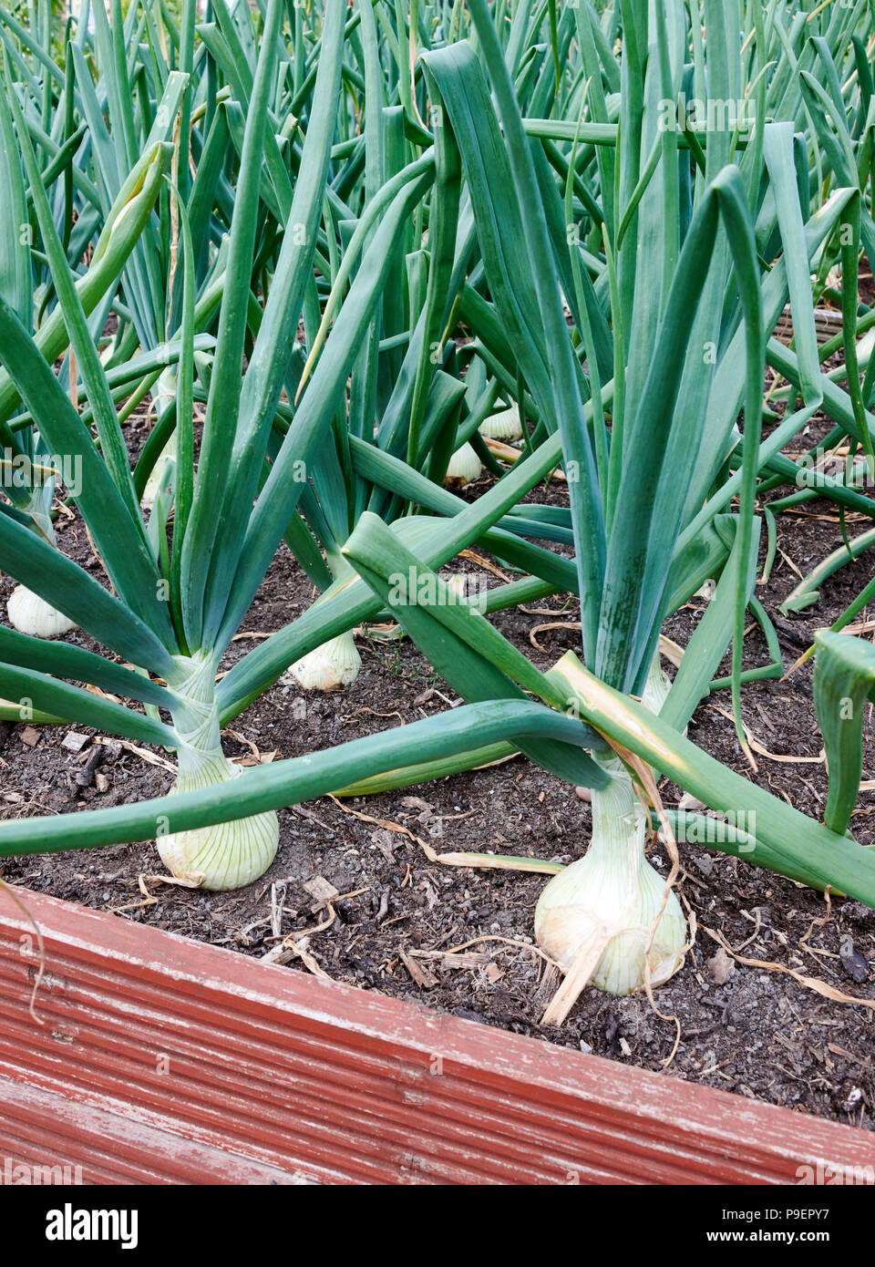 A type of Spanish onion, Ailsa Craig (Allium cepa “Ailsa Craig”) is grown from seed and produces large onions that store and keep well. Stock Photo