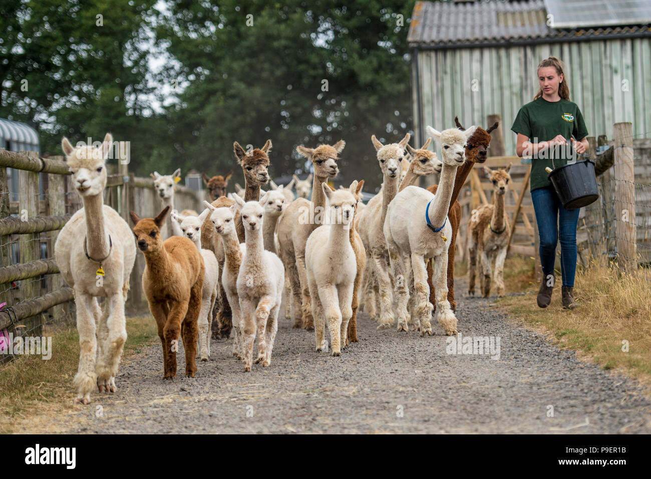 herd of alpacas and their owner Stock Photo