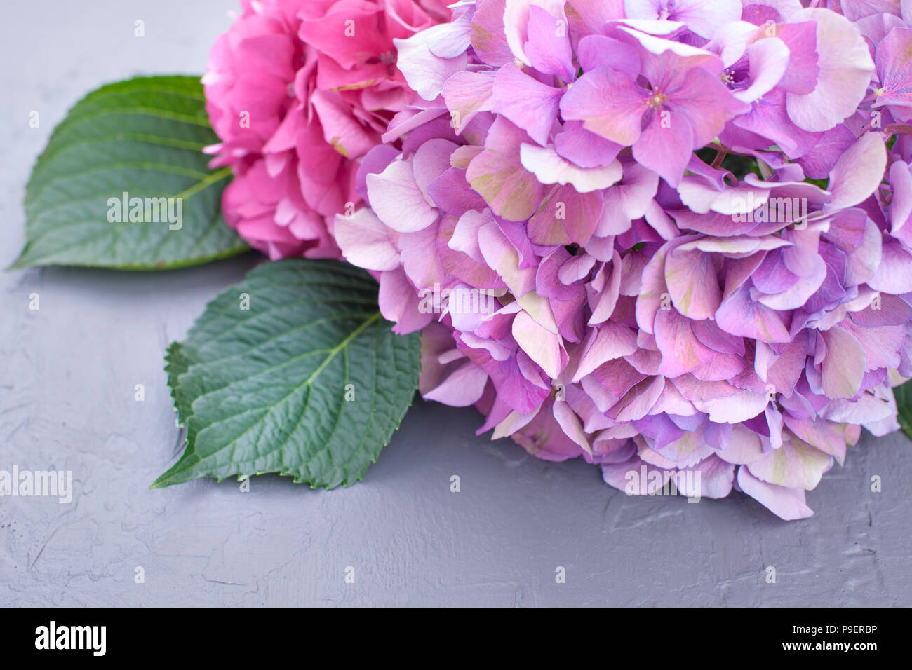Close Up Of A Pink Hydrangea Macrophylla In Bloom Stock Photo