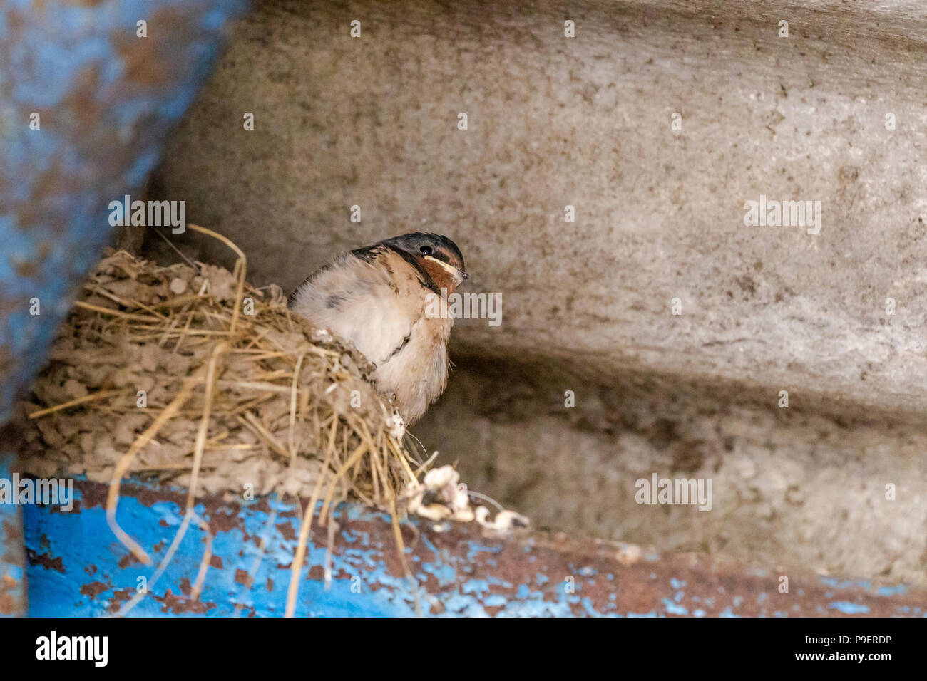 A swallow (UK) on a nest in the corner of the roof of a barn. Stock Photo