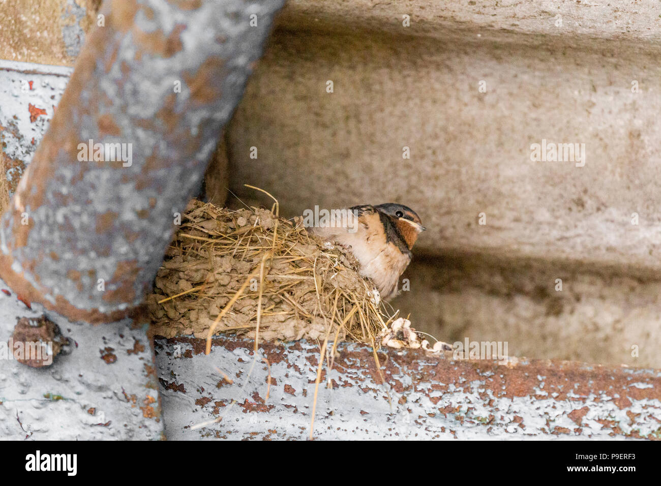 Barn swallow nest building hires stock photography and images Alamy