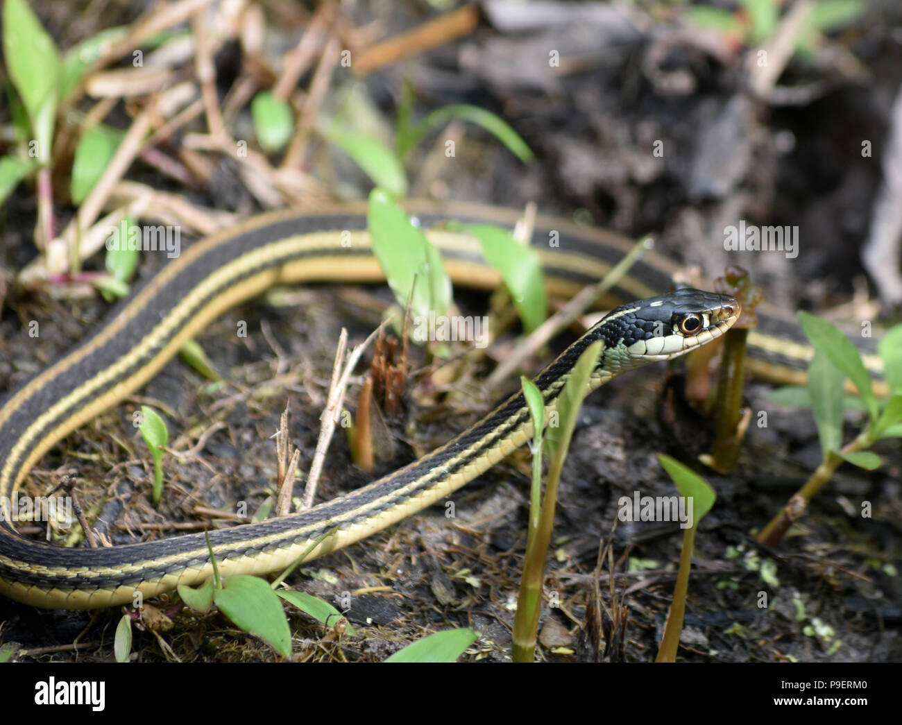 Ribbon snakes are a form of a garter snakes Stock Photo - Alamy