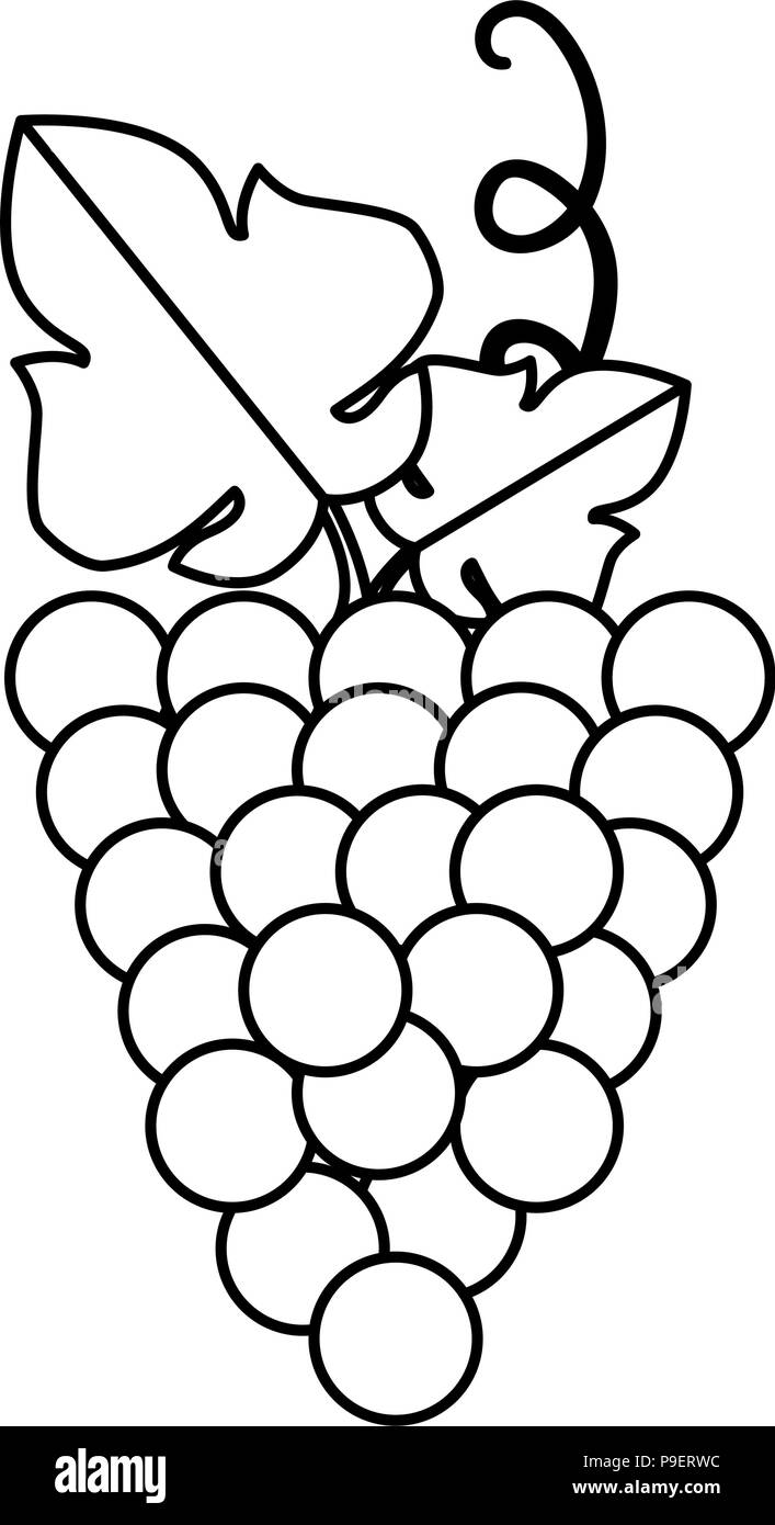 grapes cluster isolated icon Stock Vector