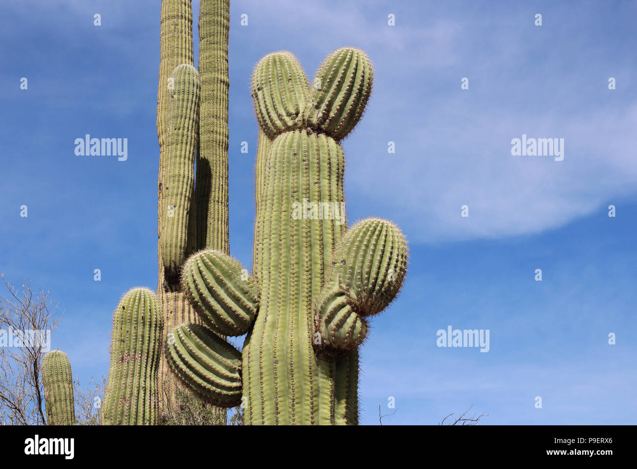 Cactus mickey mouse hi-res stock photography and images - Alamy