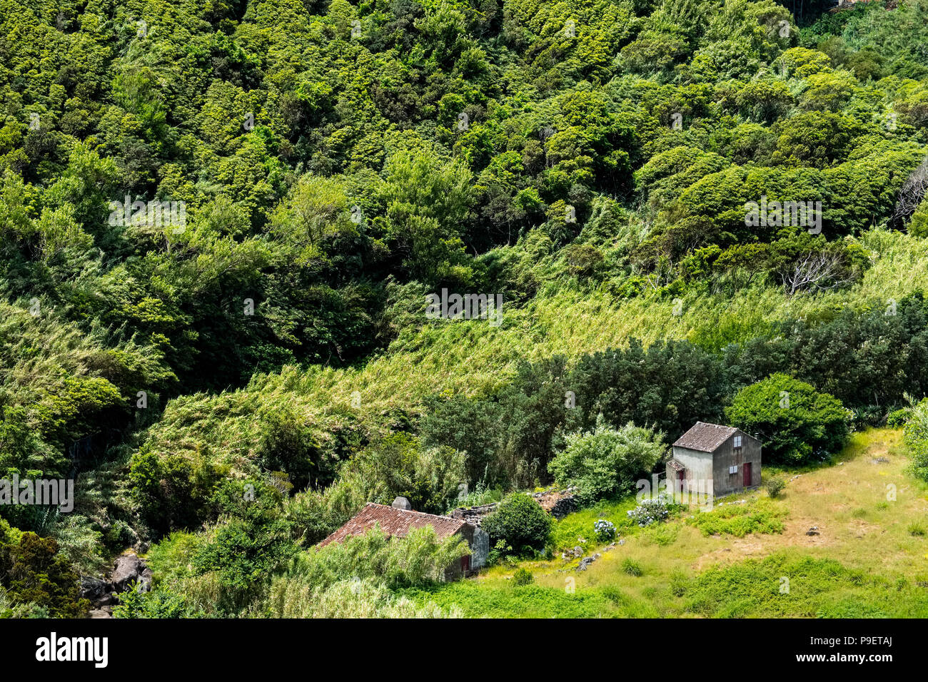 Wooded valley on Sao Miguel, Azores Stock Photo