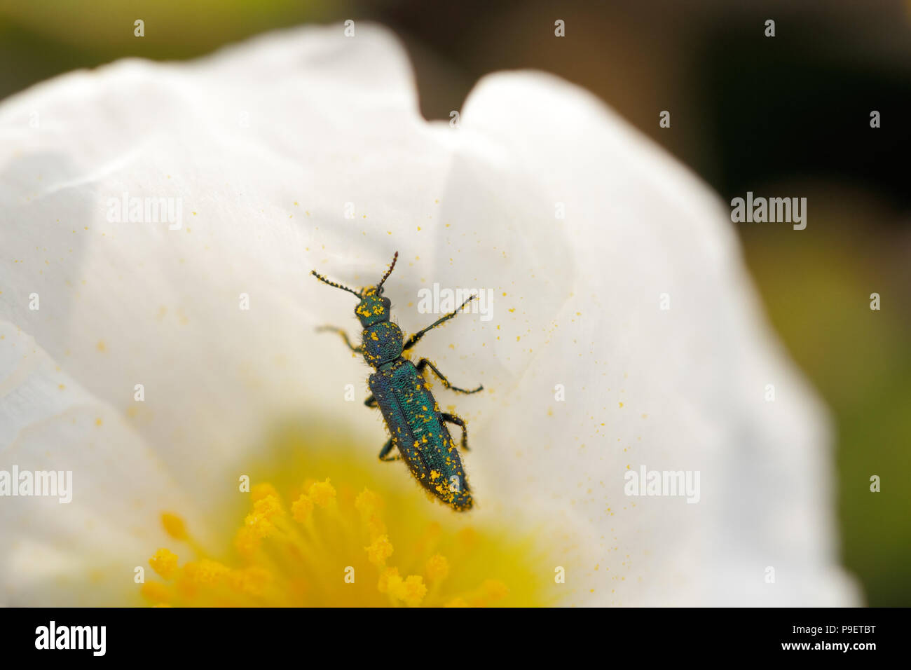 Buttercup with bug hi-res stock photography and images - Alamy