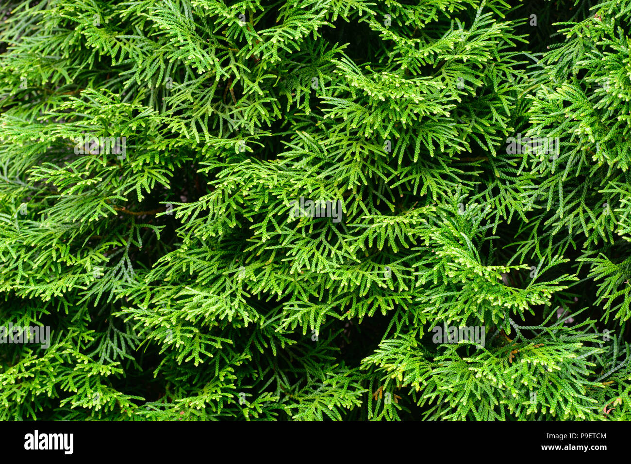 thuja  evergreen coniferous tree green twigs macro Stock Photo