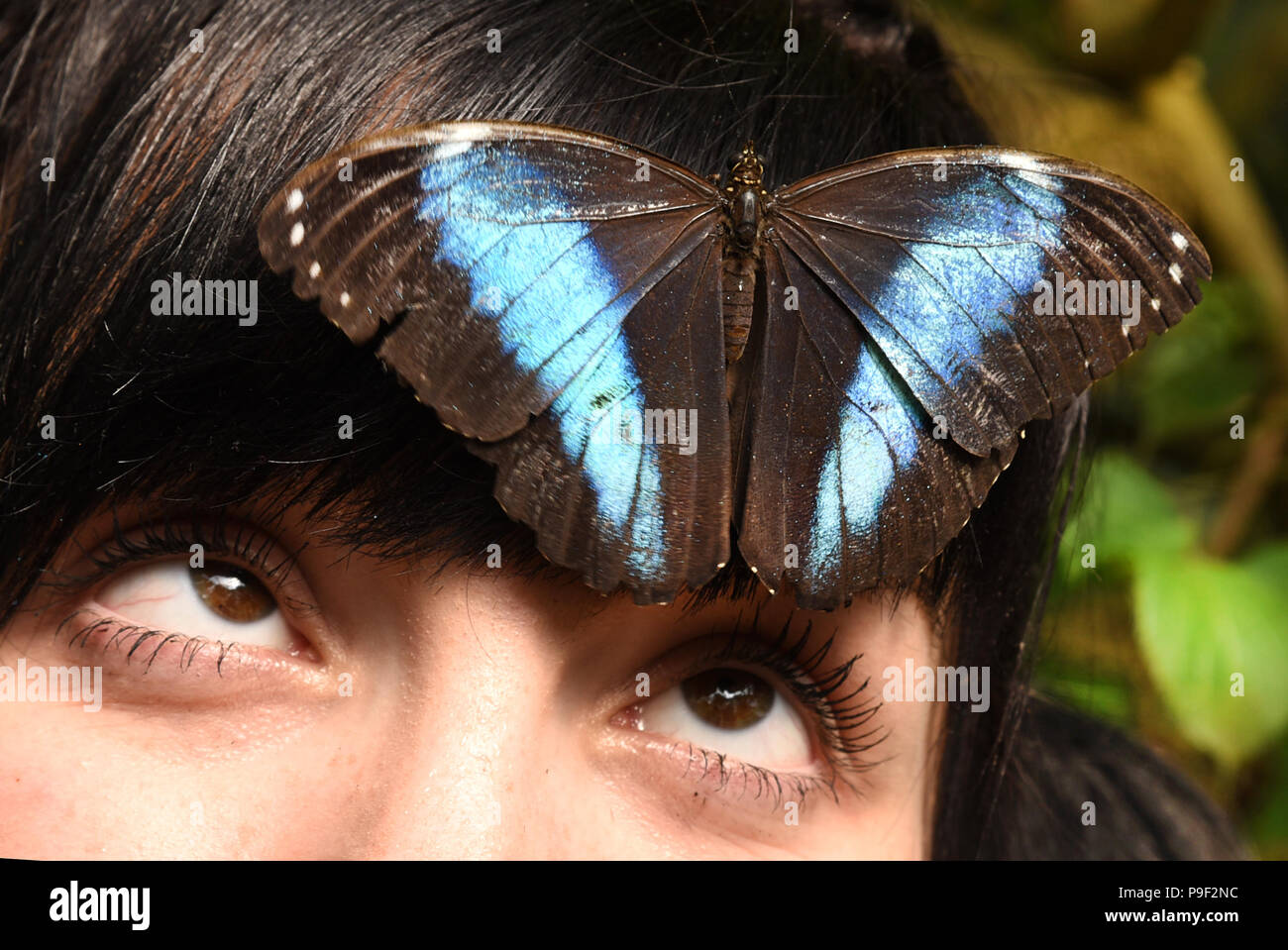 13 July 2018, Germany, Wittenberg Lutherstadt: A young woman observes a banded blue morpho(Morpho achilles) with a wing span of 11 centimetres sitting on her head at the Alaris butterfly park. An unusually high number of king swallowtail (Papilio thoas) are hatching these days at the around 1000-square-metre-big butterfly house with 140 butterfly species. More than 250 of these colourful butterflies with a wing span of 12-14 centimetres have left their cocoons and romp about the tropical plants at 24 degrees and a humidity of 85 percent. Photo: Waltraud Grubitzsch/dpa-Zentralbild/ZB Stock Photo