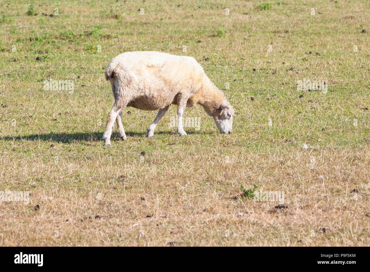 Ashford, Kent, UK. 18th Jul, 2018. UK Weather: With no signs of rain these sheep graze in fields that has had no rain for several weeks now, dead patches are starting to appear all over this large field on the outskirts of Ashford, Kent. © Paul Lawrenson 2018, Photo Credit: PAL Images / Alamy Live News Stock Photo