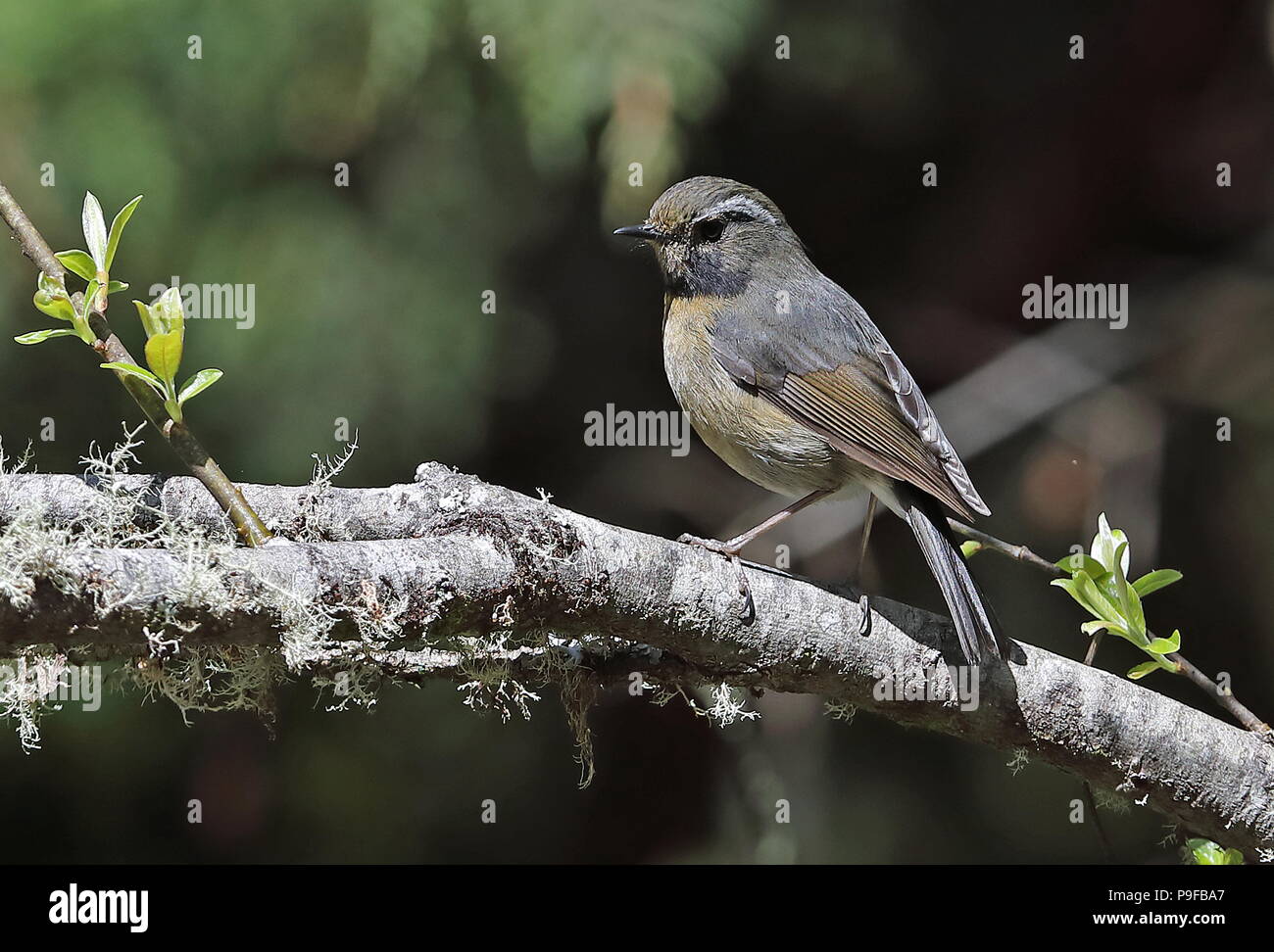 Johnstones robin hires stock photography and images Alamy