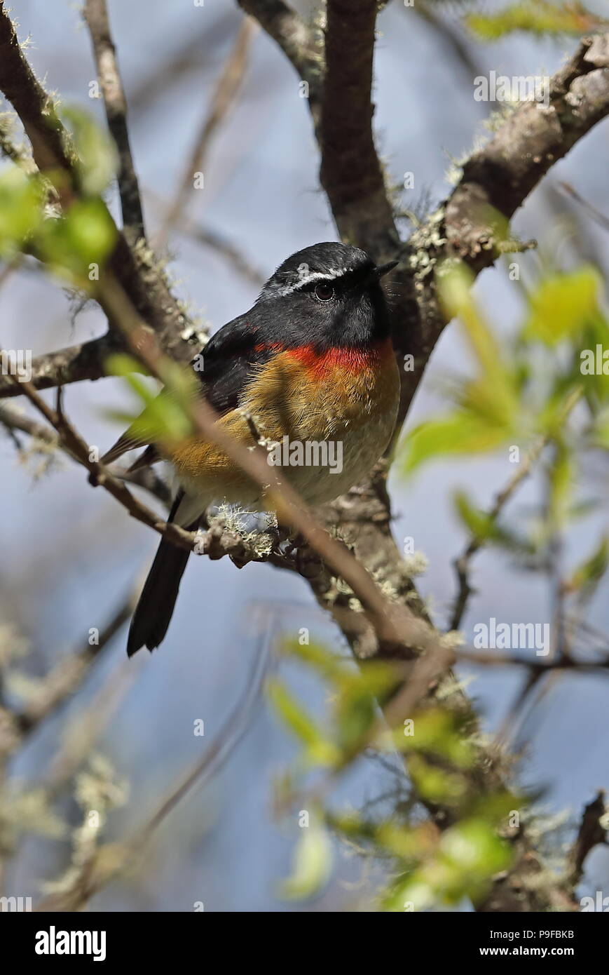 Johnstones robin hires stock photography and images Alamy