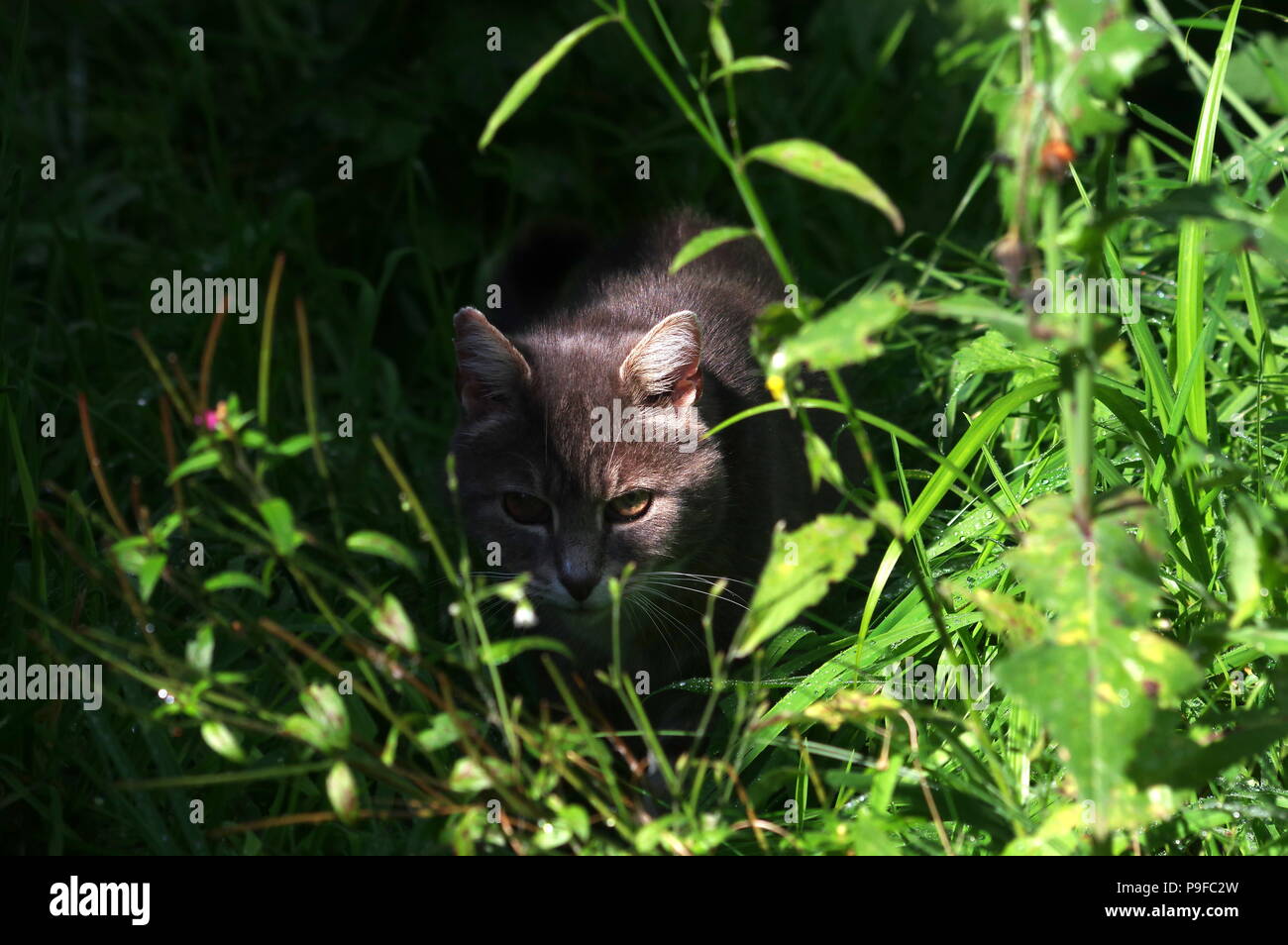 Cat hiding in flowers hi-res stock photography and images - Alamy