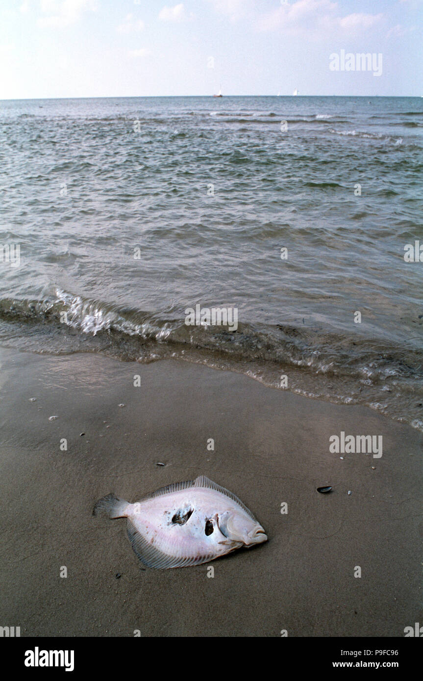 Toter Plattfisch (Scholle) am Ostsee-Strand von Rostock-Warnemünde. Stock Photo