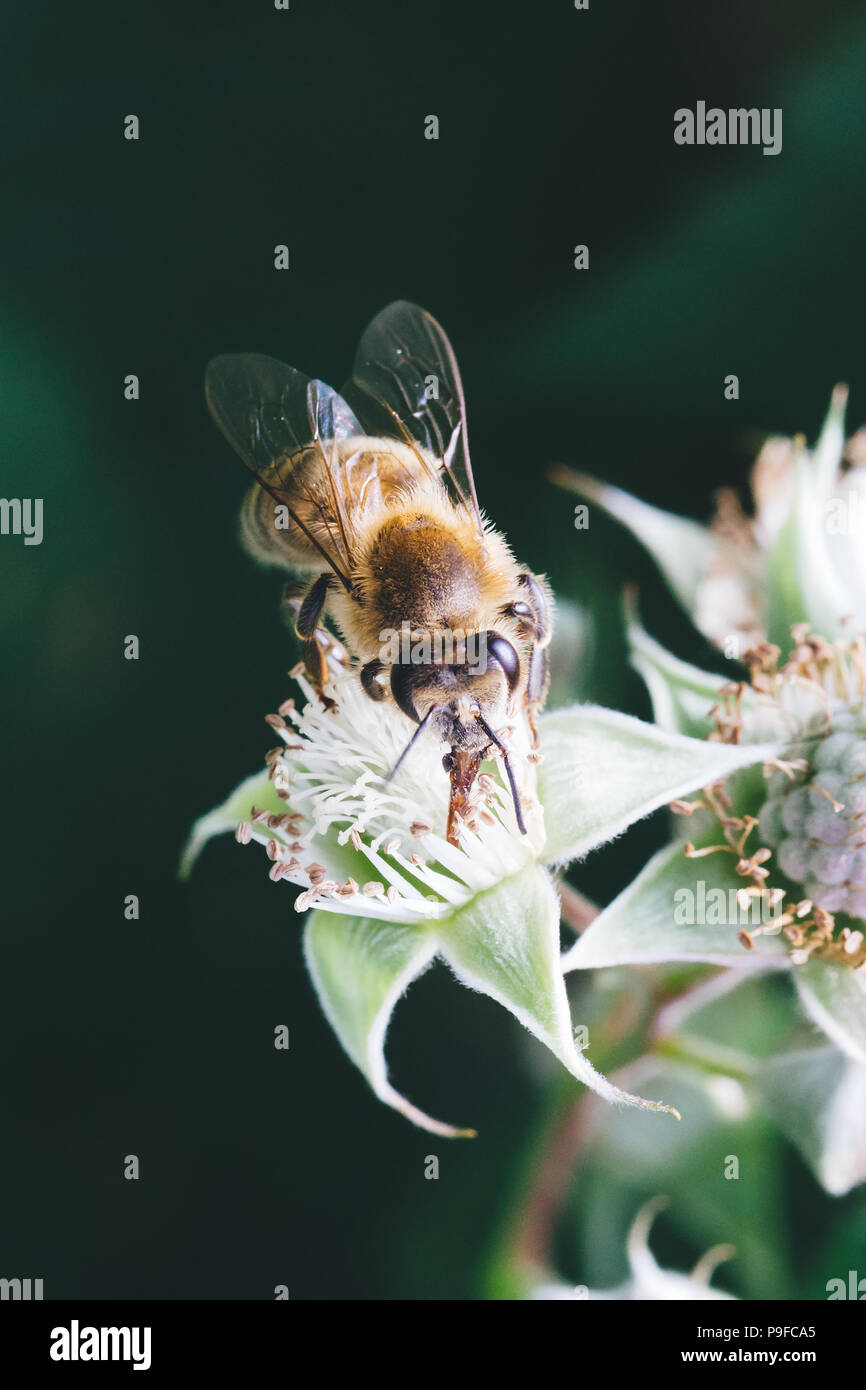 Close up of a bee pollinating raspberry flowers Stock Photo - Alamy