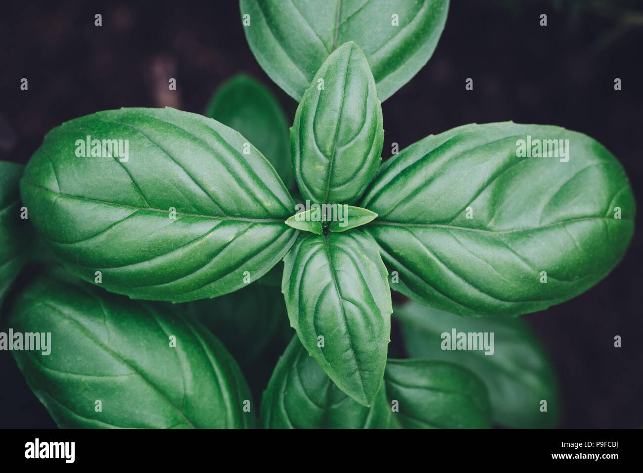 Basil plant close up view from above Stock Photo - Alamy