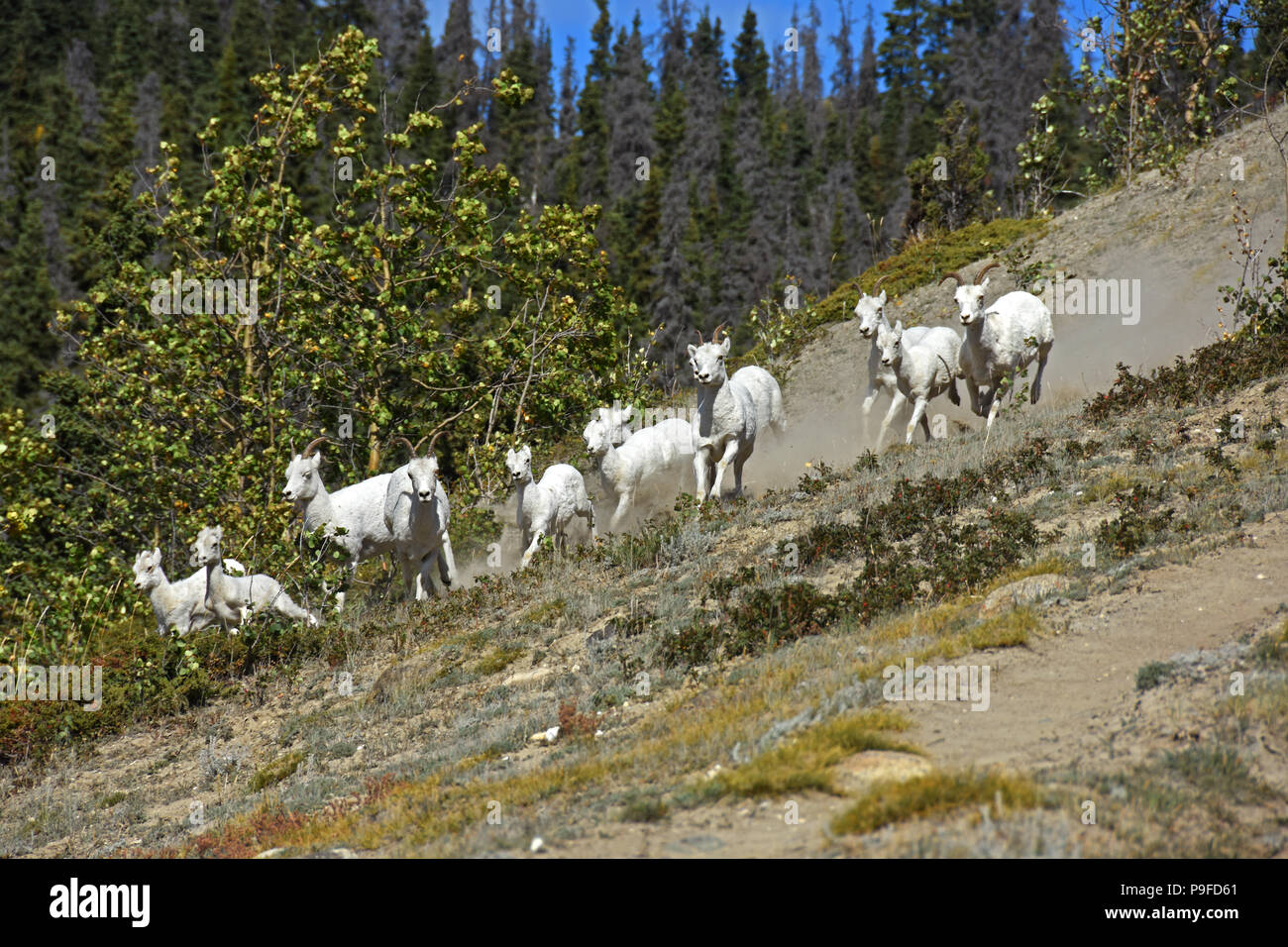 Dall sheep herd stampede Stock Photo
