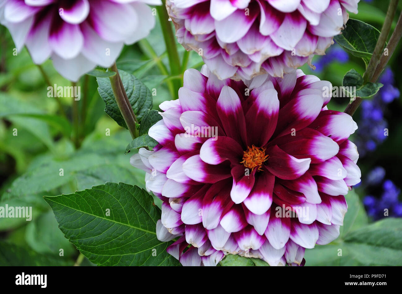 close-up of ball shaped dahlia flowerhead with bicolored petals Stock Photo