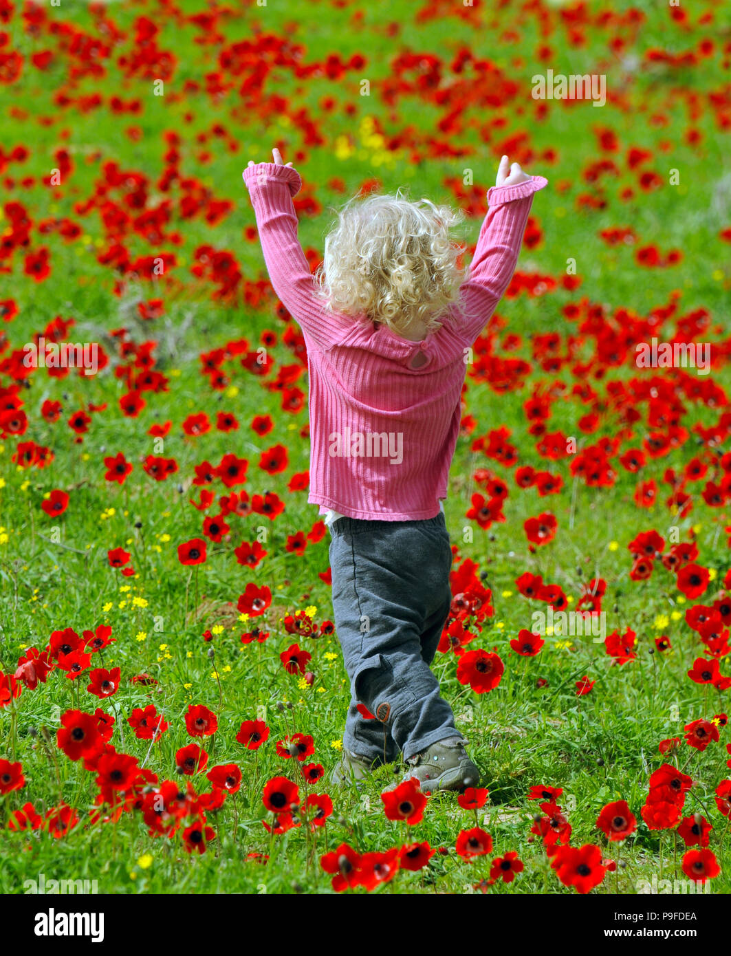 Spring anemone field and happy todler ,Israel Stock Photo